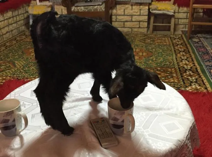 Gasthof Acrotel Sofia's