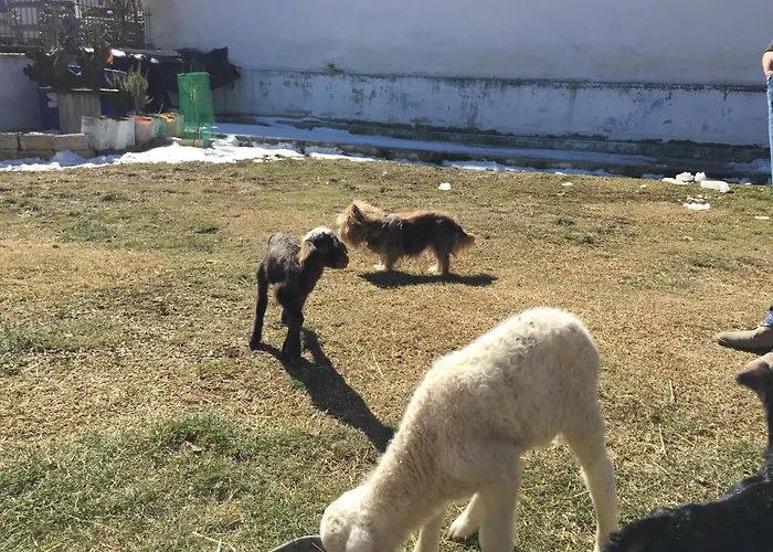 Gasthof Acrotel Sofia's 3*