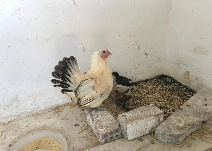 Gasthof Acrotel Sofia's