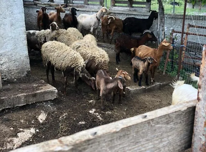 Gasthof Acrotel Sofia's Sidheras