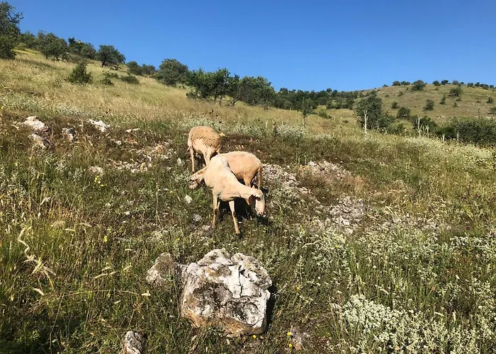 Acrotel Sofia's Sidheras