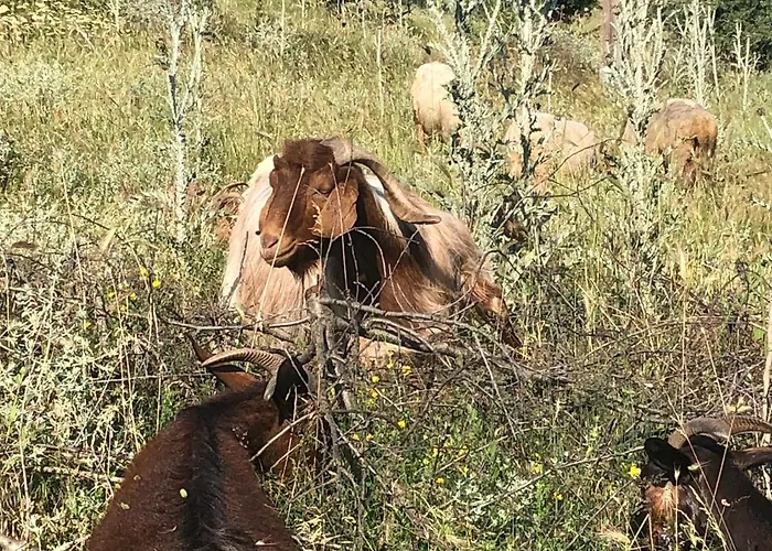 Acrotel Sofia's Sidheras