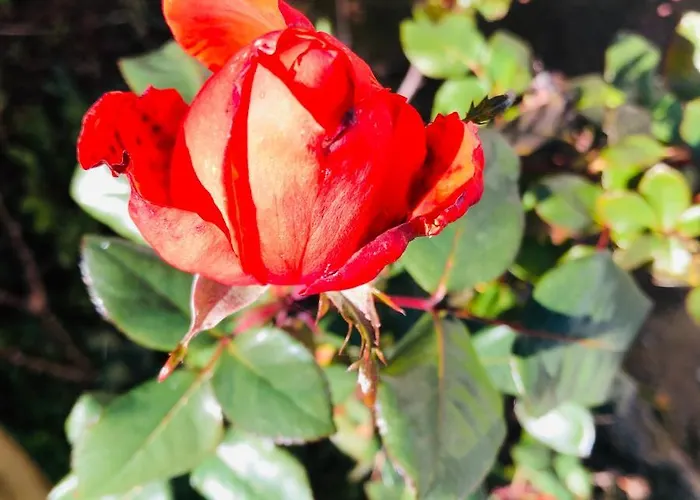 Gasthof Acrotel Sofia's Sidheras